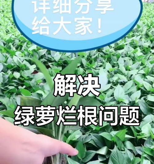 绿萝扦插技巧之防止腐烂秘籍（绿萝扦插常见问题解决方案，让你的绿萝健康茁壮成长！）