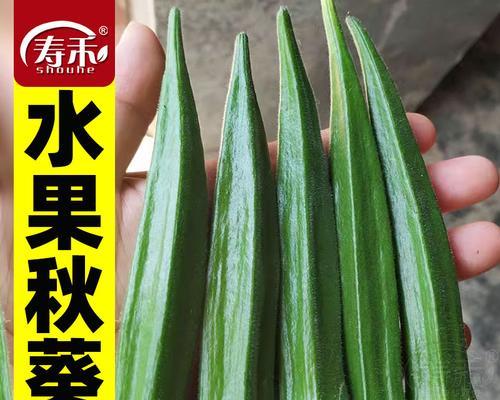 黄秋葵种植时间指南（最佳播种时间和关键技巧）