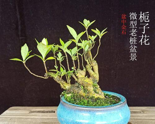 小叶栀子的科学浇水方法（如何正确给小叶栀子浇水，让它健康茁壮成长）