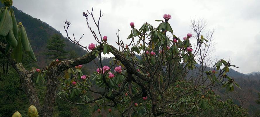 芙蓉杜鹃的养殖技巧与注意事项（打造花园中的绝美芙蓉杜鹃，）