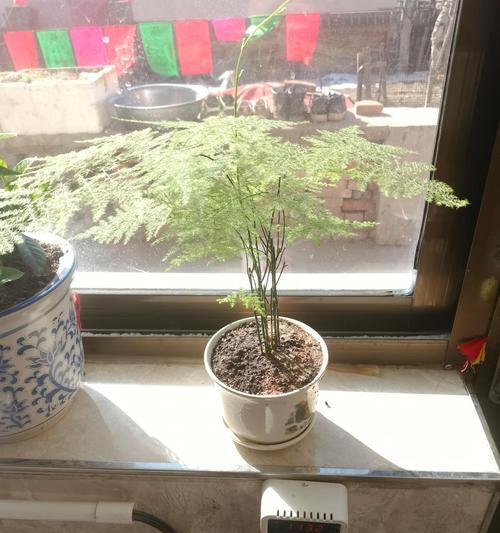 水培文竹生长过快的处理方法（让文竹生长有序，保持健康）