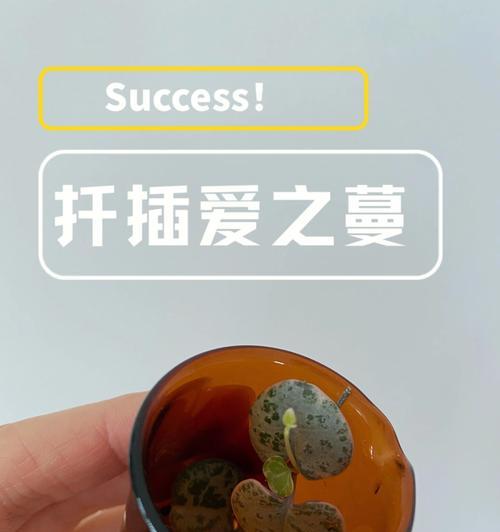 以没有根的爱之蔓怎么栽（揭秘爱情中的根深蒂固与轻浮的边界）