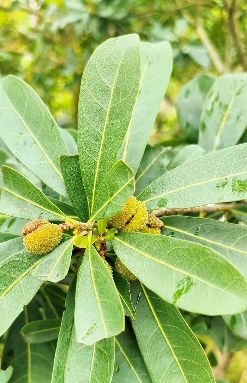杨梅种植指南（学会种植杨梅，收获甜蜜的果实）