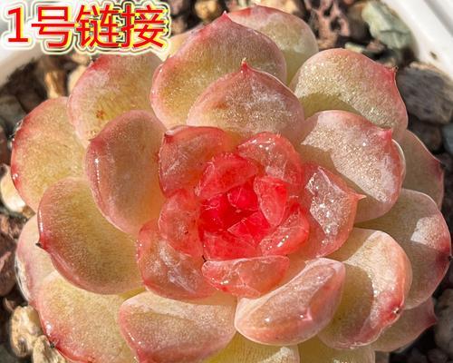 全面了解粉石莲多肉的养护技巧（粉石莲多肉的养殖关键技术与注意事项）
