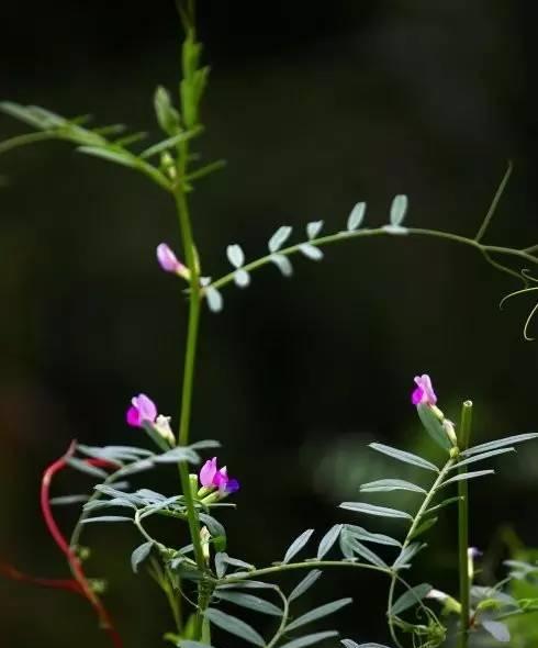 美人唇，一种神奇的草本植物（探秘美人唇的生长环境、特点与用途）