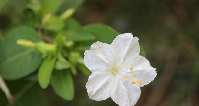 紫茉莉之美——一朵花的芬芳（深入探索紫茉莉的品种、特点与栽培技巧）