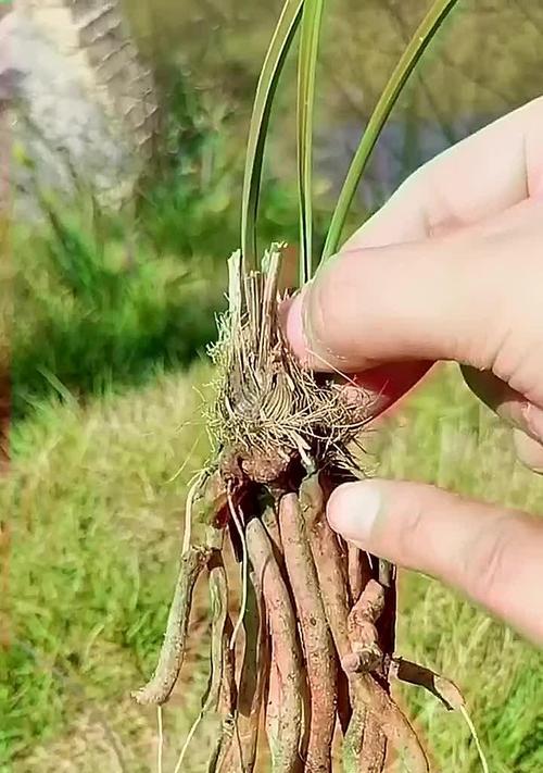如何拯救枯死的兰花（挽救兰花健康的关键方法及技巧）
