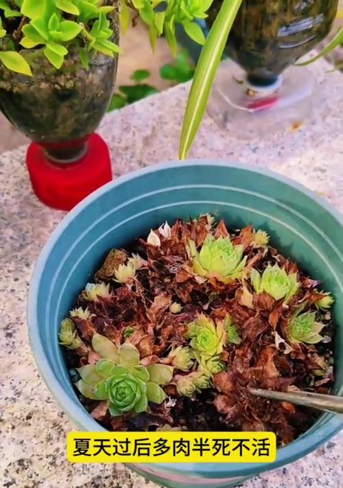 多肉植物缩小的原因及影响（多肉植物矮小化的成因分析与观赏效果评价）