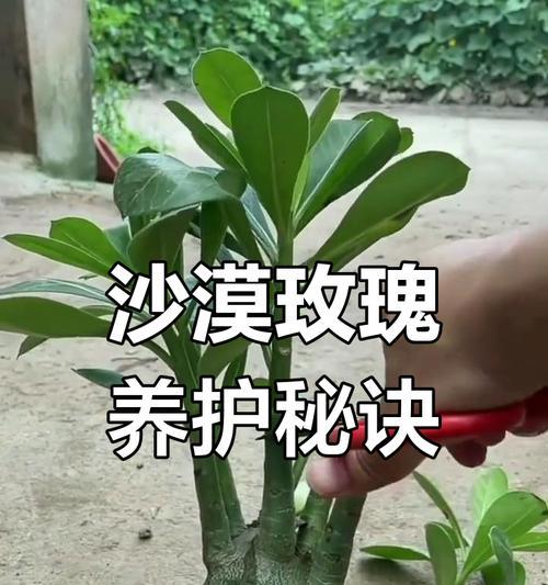 探寻沙漠玫瑰的奇迹（神奇的沙漠玫瑰）