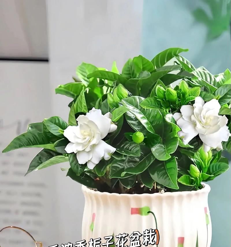 夏天养护栀子花的秘诀（打造美丽的花园，从栀子花开始）