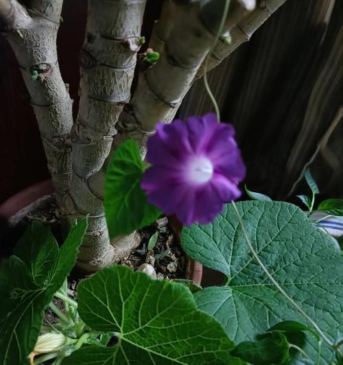 怎样让牵牛花尽快开花？（科学方法帮助牵牛花尽快开放花蕾）