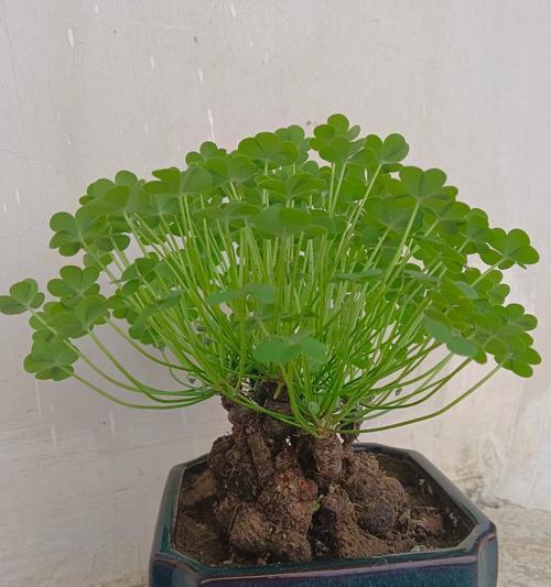 紫叶酢浆草的泡水喝法——解析其功效与使用方法（探秘紫叶酢浆草的泡水喝法，了解其健康价值与食用指南）