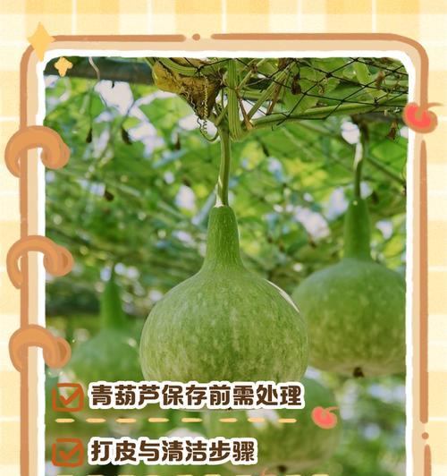 保鲜的秘诀——如何保存老葫芦不会变黄（以老葫芦怎么保存不会变黄？一起来探讨保存老葫芦的技巧吧！）