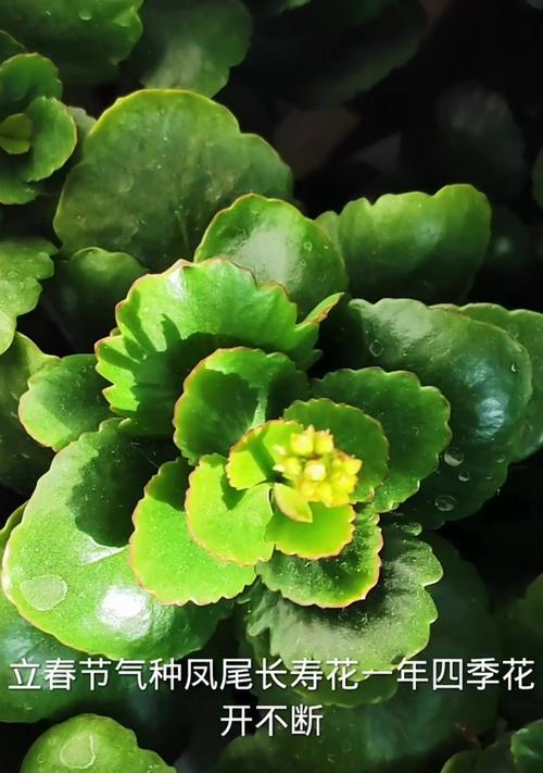 长寿怎么种植？探秘长寿植物的养殖技巧（种植长寿植物，享受健康长寿生活的秘诀）