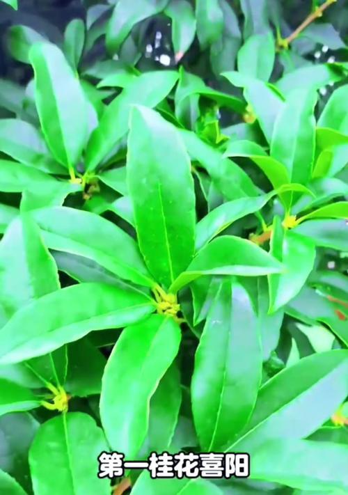 如何养植金桂（一步一步教你成功种植金桂）
