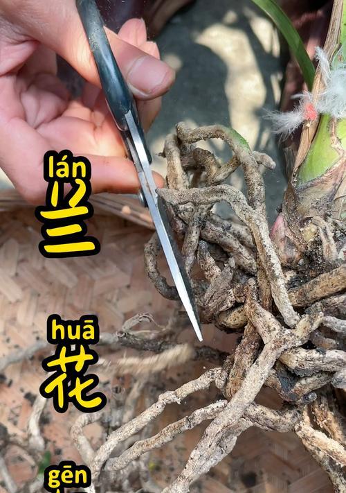 兰花苗数的计算方法与技巧（掌握兰花苗数计算的关键步骤和技巧，为花卉爱好者提供帮助）