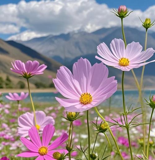 格桑花（探究格桑花所蕴含的文化内涵和深刻意义）