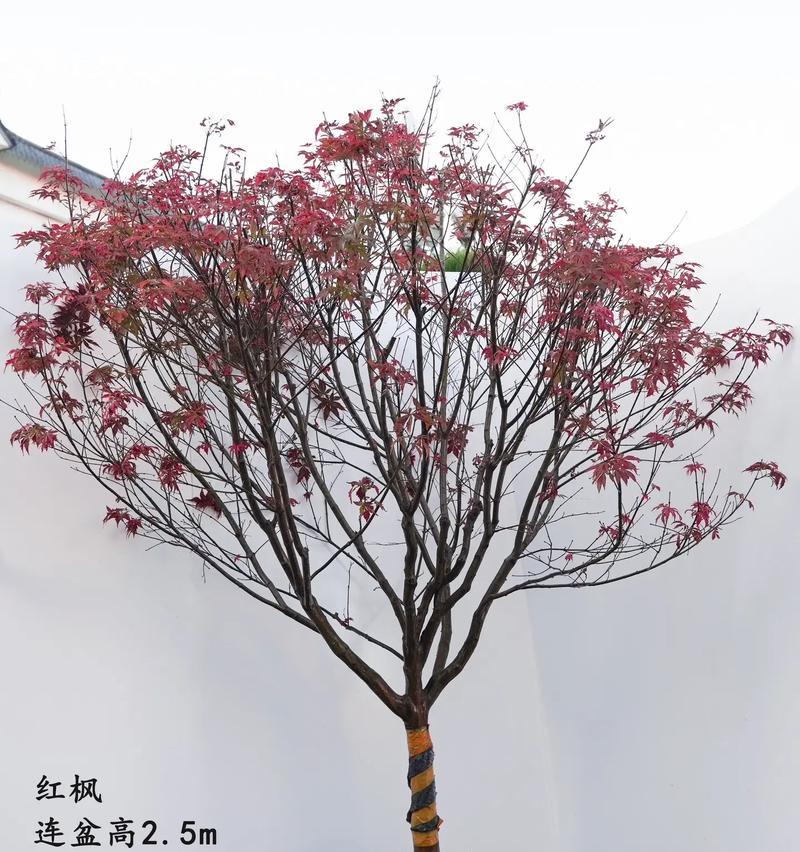 红枫树盆景的造型艺术（探索红枫树盆景的形态与韵味）