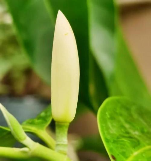 秋冬白兰花养护全攻略（打造温暖花海，享受冬日花香）