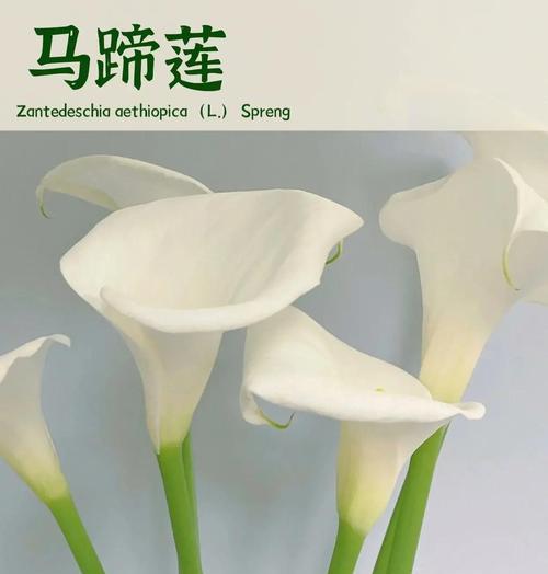 马蹄莲的阳光之爱（了解马蹄莲的生长环境和养护技巧）