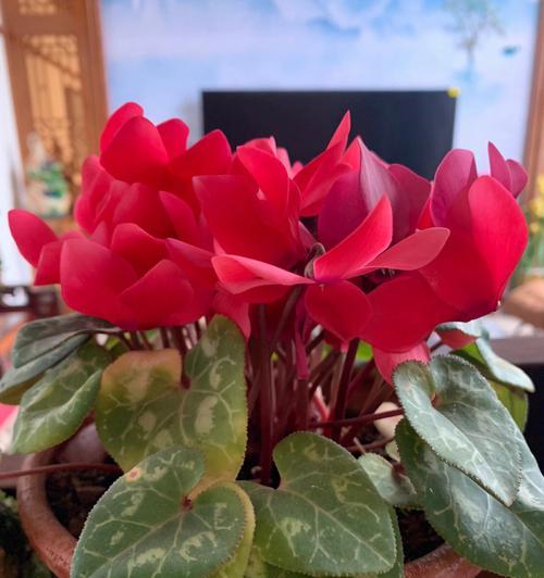 仙鹤为何会叶子和花耷拉下来？（探究仙鹤摧毁植物的原因及影响）