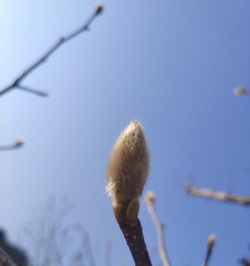 玉兰为何不开花（探究玉兰不开花的原因及解决方法）
