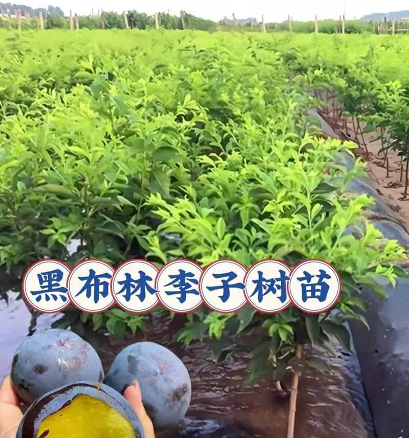 黑布林什么时候上市？（探寻黑布林的成熟时间及市场前景。）