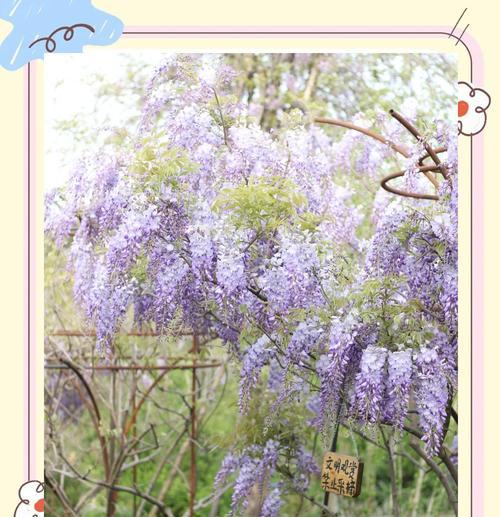 紫藤花苞不开花的原因及解决方法（让您的紫藤花绽放无限美丽）