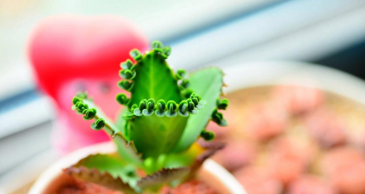 植物不死鸟药（植物不死鸟药）
