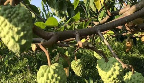 释迦果种植条件详解（适宜地点、土壤、气候和养护等关键要素）