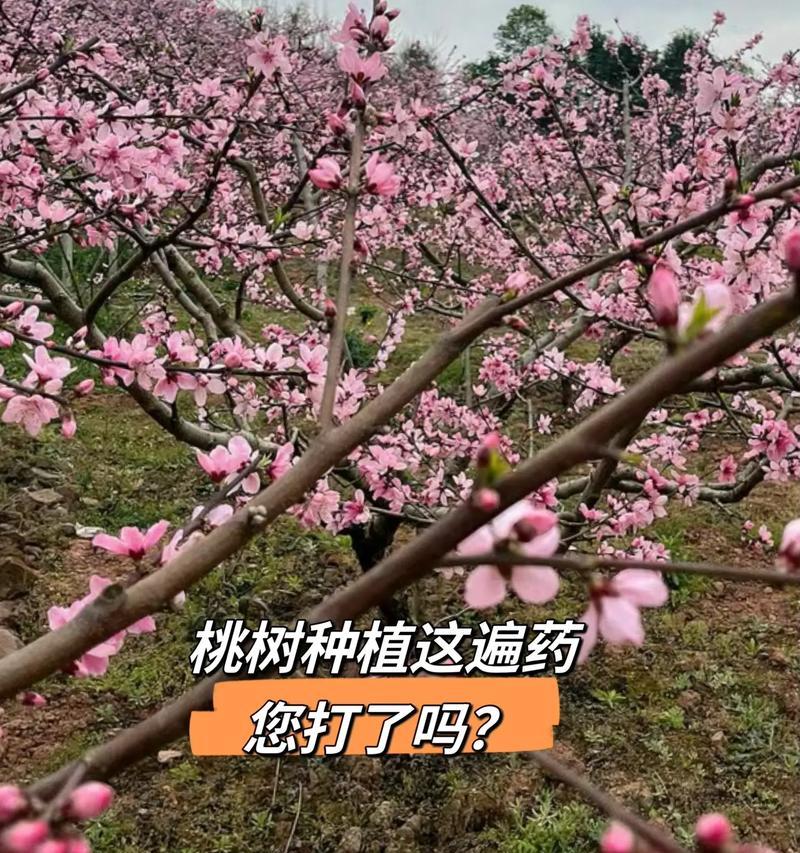 探究桃树结果实的时间（种植多久才能开花挂果，了解桃树的成长周期与管理）