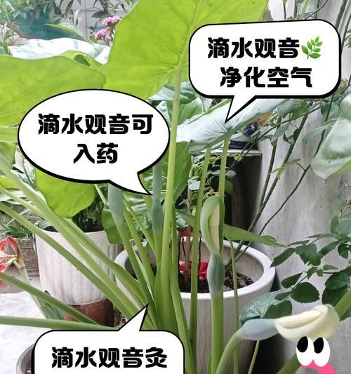 滴水观叶，揭开叶子变软的奥秘（水滴的神奇力量和叶子的柔韧性）