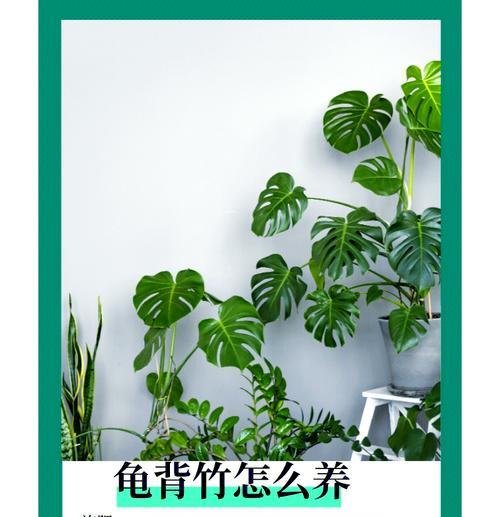 小棵龟背竹的养护指南（打造一个繁茂健康的龟背竹家园）