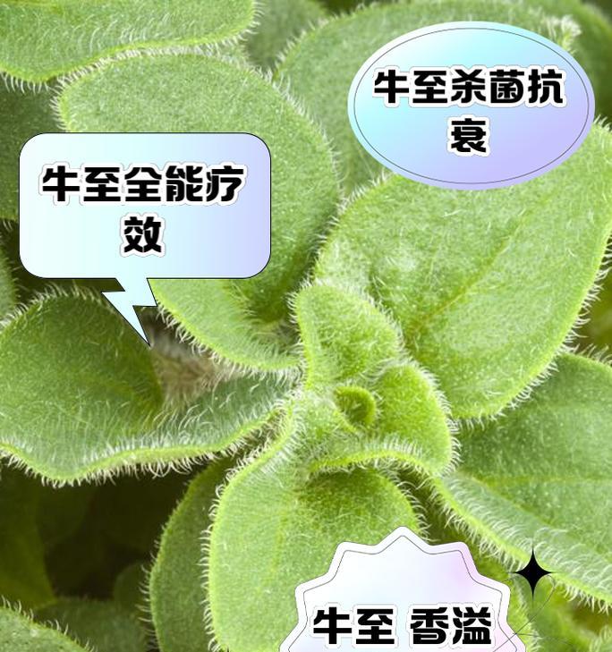 牛至种植全攻略（从种子到丰收，打造高效牛至种植园）