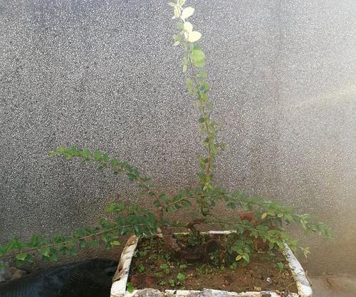 什么时候换盆合适——如何正确操作雀梅换盆（掌握换盆的关键时间和方法，让雀梅健康成长）