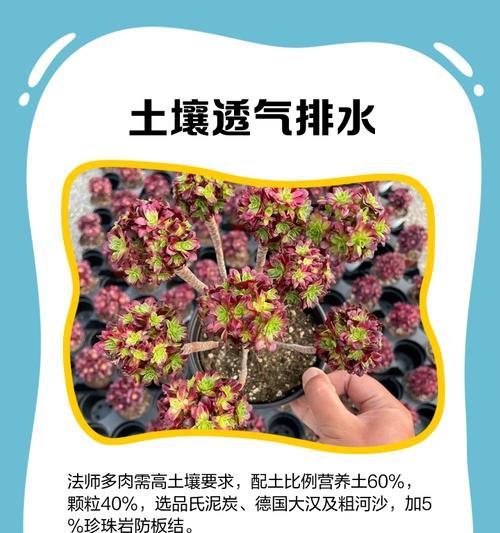 多肉植物魔法师（打造多肉植物魔法师的关键技巧及注意事项）