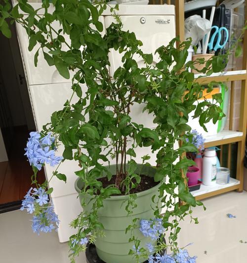 揭秘养护花的枝条的绝佳方法（让您的花枝条更容易活）