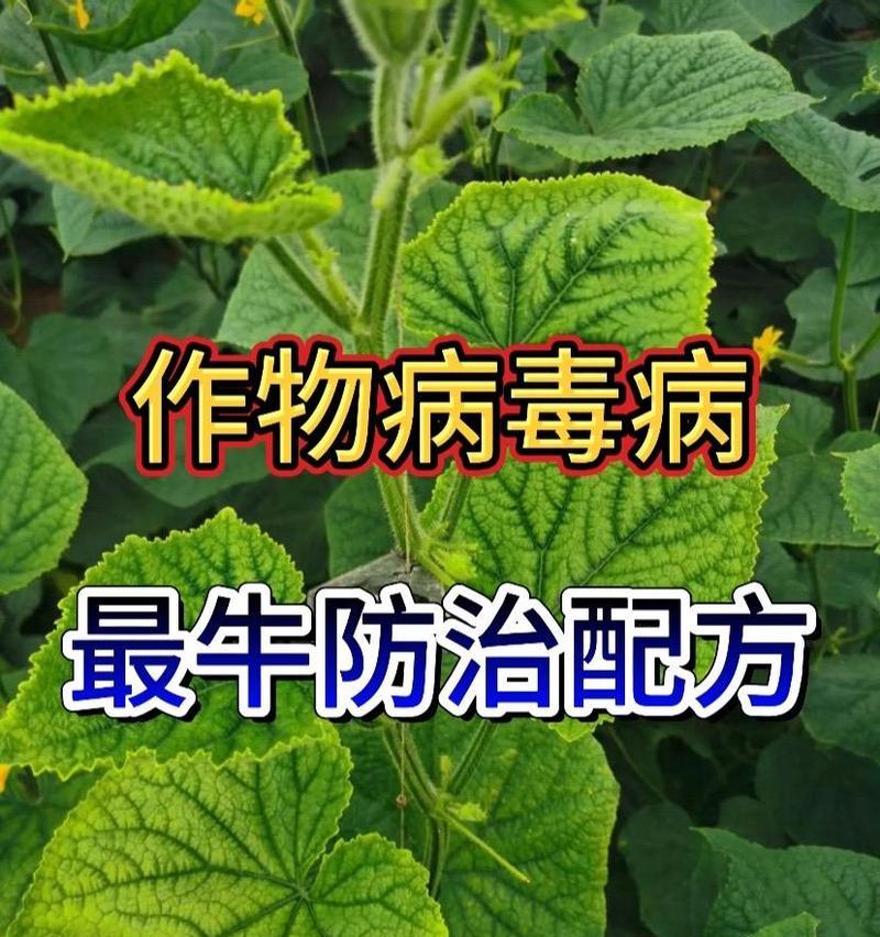黄瓜病毒病的防治方法（了解症状、认清病因、掌握防治技巧）