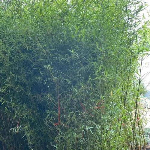 如何合适地给凤尾竹换盆？（建议与注意事项）