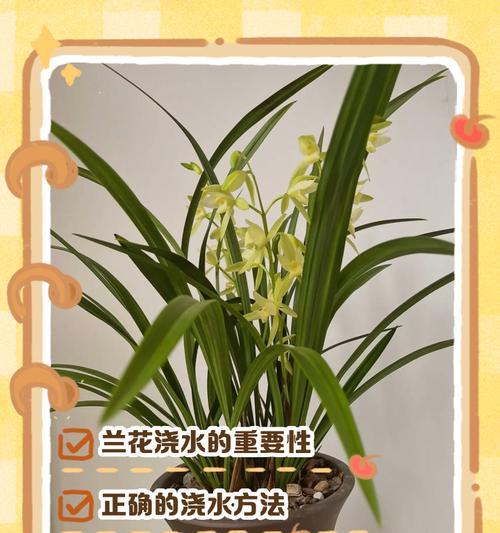 盆栽养护之浇水的适中方法（掌握关键技巧，让植物健康成长）