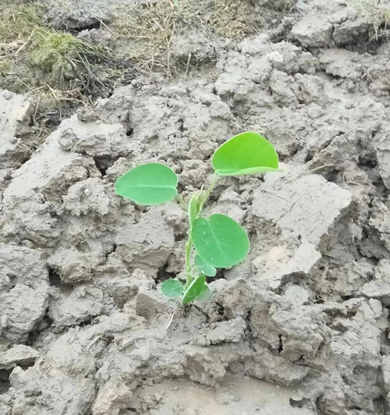 金钱草种植指南（轻松掌握金钱草的种植技巧，打造家中的绿色财富）