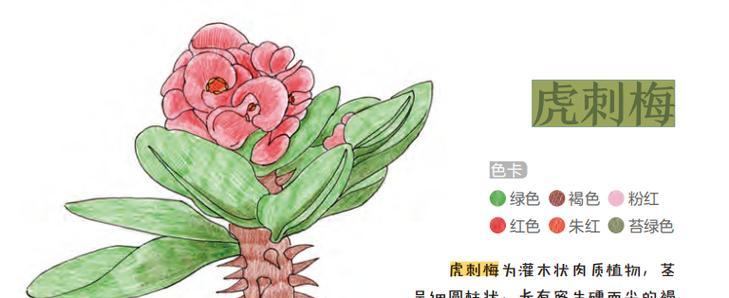 刺梅太高，如何解决？（高度控制关键，让刺梅更美丽）