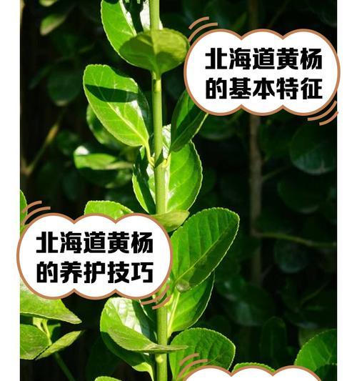 黄杨冬季施肥的方法与技巧（科学施肥，保持黄杨的健康生长）