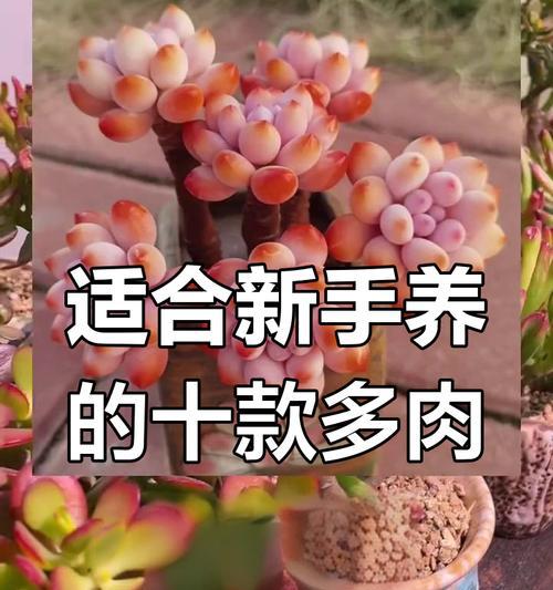 多肉植物养护指南（打造美丽多肉花园的关键技巧）