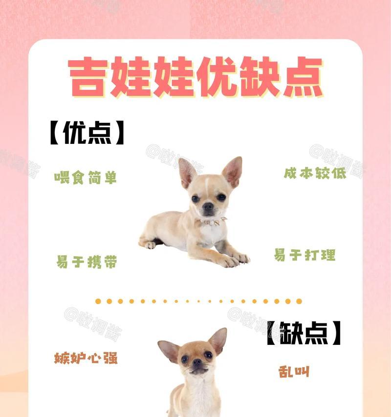 吉娃娃花的繁殖技巧（掌握吉娃娃花的繁殖秘诀，让花园更美丽）