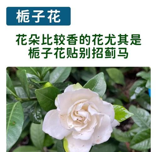 有效治疗栀子花长虫子的方法（掌握正确的防治技巧，栀子花长虫子无处藏身）