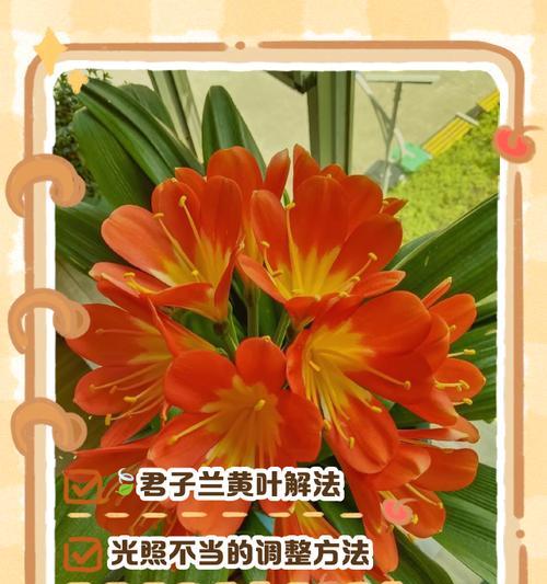 君子兰生长缓慢的原因及解决方法（遇到君子兰生长缓慢该如何应对）