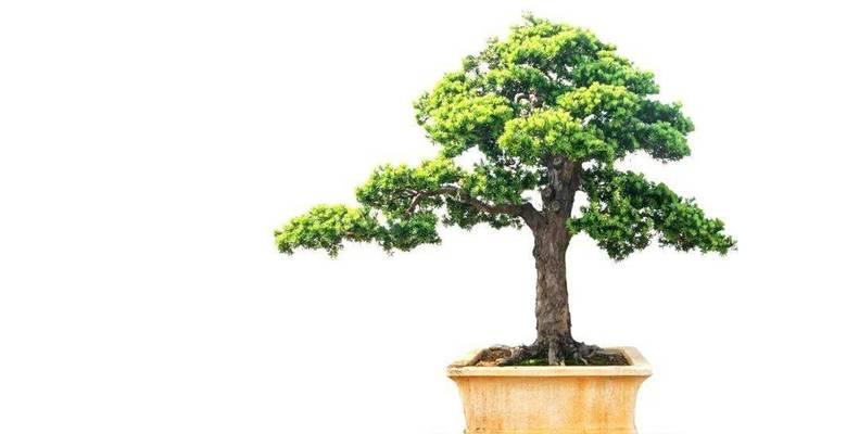 玩赏之美——一米二的雀舌罗汉松的造型艺术（展现极致匠心，打造独特盆景世界）