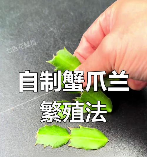 以蟹爪兰怎么看出繁殖活了（掌握关键指标，轻松判断蟹爪兰繁殖的情况）