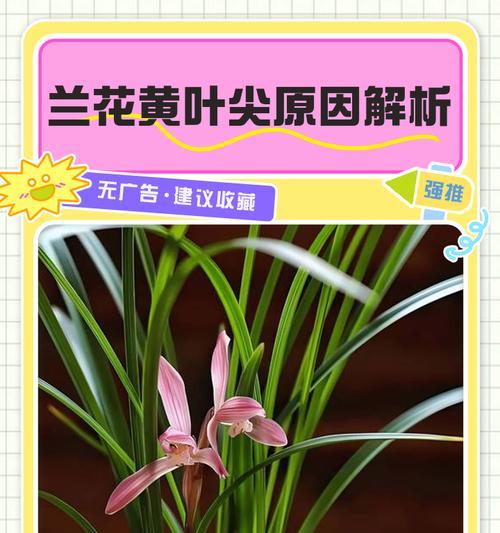 如何处理兰花叶子上的黄色斑点问题（探索黄色斑点产生的原因及解决方法）